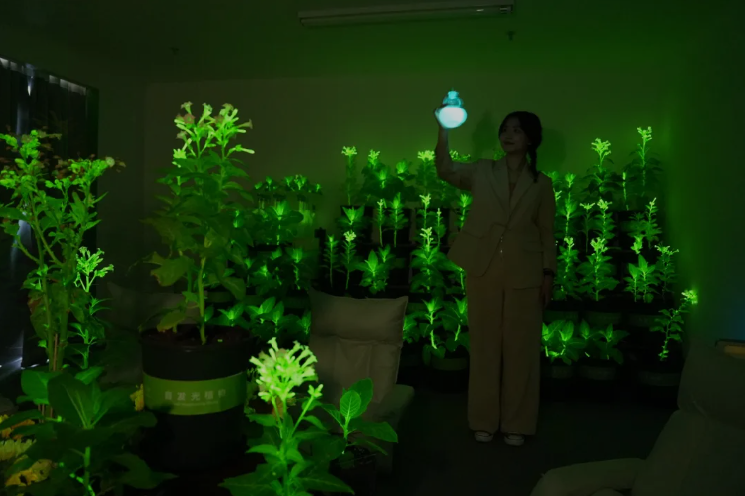 全球首座發光植物夜游園 等您共創！